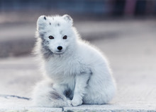 Artic Fox With Black Markings