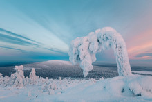 Tree Bent With Snow In Foreground Of Snowy Landscape