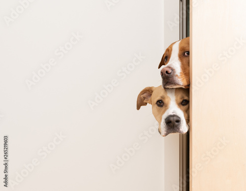 Fotografía Sneaky Dogs Looking Through Door Way into Room