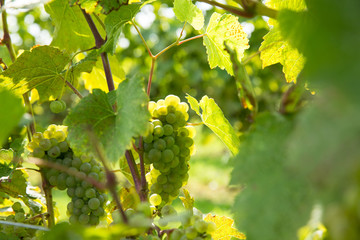 Bunch of grapes on a bush.