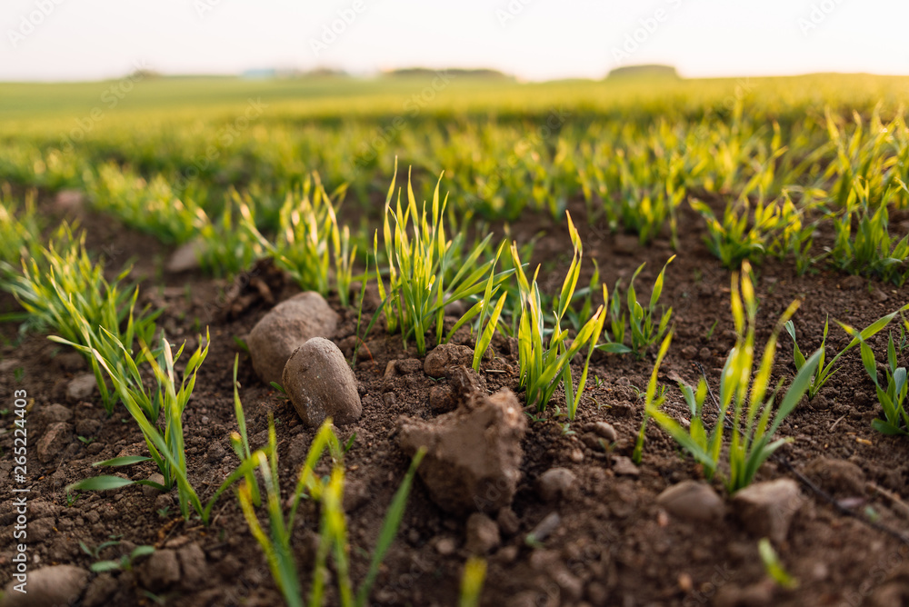 Fresh green spring grass close-up with the sun against the background of natural defocused light of nature bokeh, lawn grass sprouting, sowing grain and cereal crops