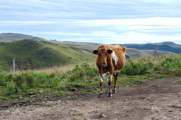 cow in field