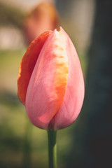 Wall Mural - single pink tulip