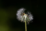 Fototapeta Dmuchawce - Close up of isolated dandelion blow ball