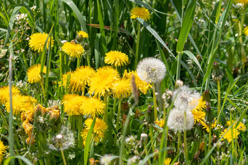 Wall Mural - Top view on yellow blooming dandelions and blowballs on a meadow in spring