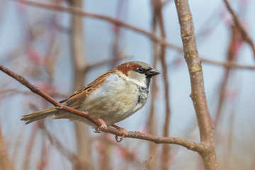 Wall Mural - House Sparrow bird (passer domesticus) foraging in a hedge