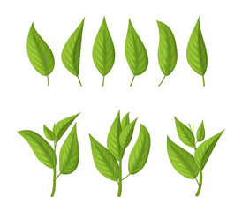 Poster - Realistic 3d Detailed Green Tea Leaves Set. Vector