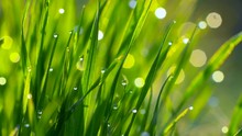 Dew Drops On The Grass Shining In The Morning Rays Of Sun. Grass Is Waving In The Wind. Slow Motion Shot