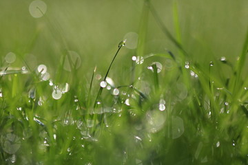 Close Up Of Fresh Grass With Water Drops In The Early Morning