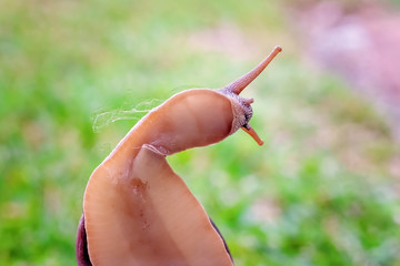 A Cooktown Bi-Colored Snail