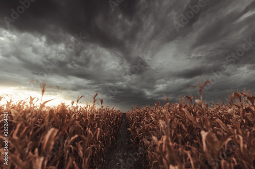 Cuadros en Lienzo Verdorrtes Maisfeld mit bewölktem Himmel läutet Sturm ein