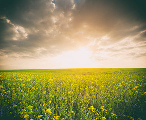 Canvas Print - Beatiful morning field with bright sun