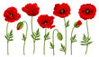 Red poppy flower collection with bud and leaf. Vector illustration isolated on white, for summer and spring designs, in different positions and red petals