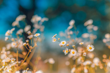 Spring blooming forest flowers in soft focus on light blue background outdoor close-up macro. Artistic spring flowers, sunset light, soft pastel colors