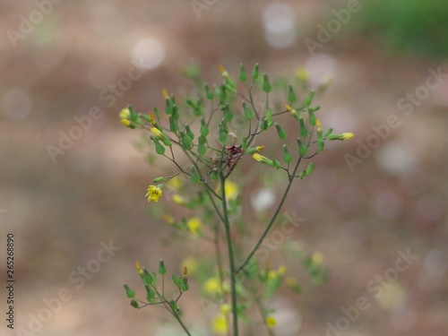 黄色い小さな花を咲かせた雑草 Stock Photo Adobe Stock