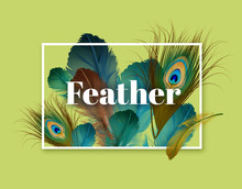 Vector Illustration Of Exotic Feathers Template With Space For Text On Background