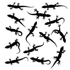 silhouette of gecko, lizard on white background. vector illustration