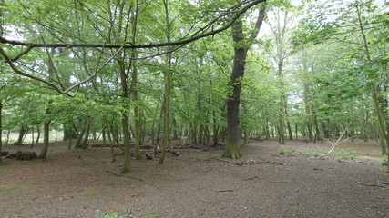 Forestry at its most natural, a spring morning in Essex