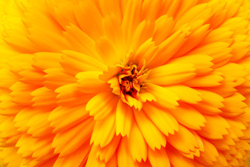 Calendula orange Flower, close up macro.  Blooming marigold flowering plant. Medicinal Calendula herb