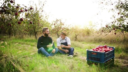 Wall Mural - A senior man and adult son with cider in apple orchard in autumn, talking.