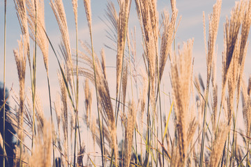 Naklejka na meble Beautiful African fountain flower blooming grass field, garden decoration plant Fountain Grass