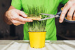 A man cuts grass in a pot as a hairdresser - scissors and a wooden hairbrush - Grass shearing - the concept of ecology and gardening - barber