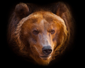 Wall Mural - Muzzle. A portrait of a huge bear in the whole frame, the beast is huge and illuminated by the sun. Isolated on black background.