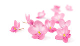 Fototapeta Storczyk - Pink flowers of Violets on white background.