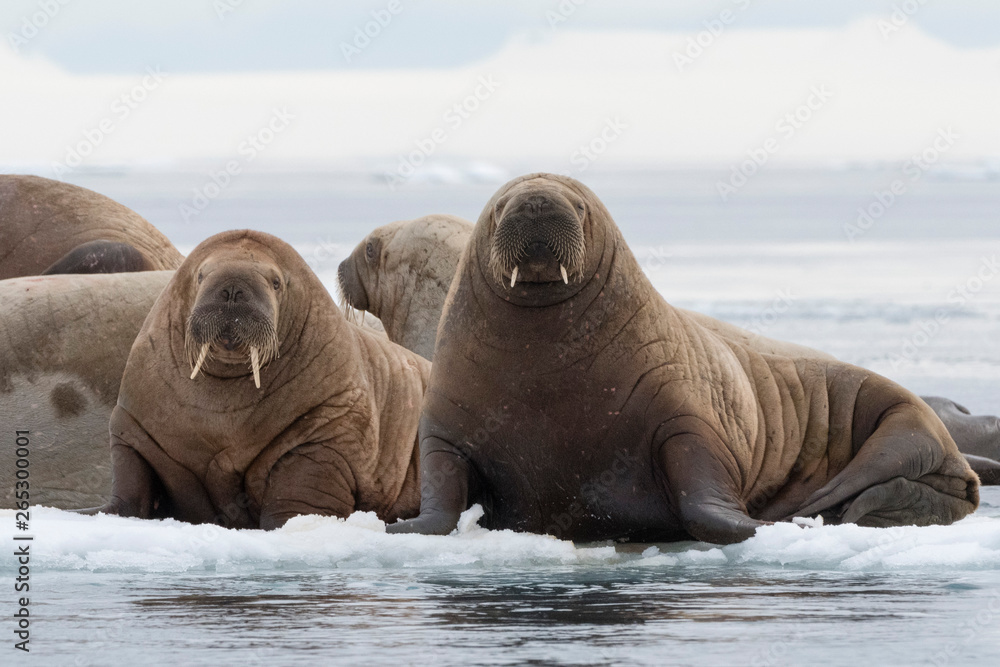 Atlantic walruses (Odobenus rosmarus), Vibebukta, Austfonna ...
