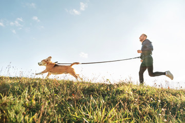 Wall Mural - canicross exercises. man runs with his beagle dog. outdoor sport activity with pet