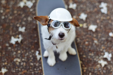 JACK RUSSELL DOG ON SKATEBOARD WEARING A WHITE HELMET AND SUNGLASSES ON SUMMER VACATION.