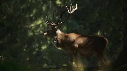 deer in forest wildlife animal