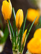 Gelbe Krokus Blüten in Makro Aufnahme