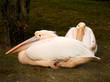 zwei pelikane liegen im gras
