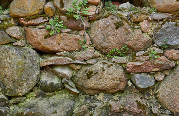 Old anticient stone wall from rough rocks with moss and wild plants growth on it, background, texture