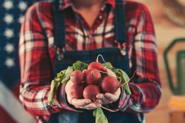 Wall Mural - American female farmer holding bunch of harvested radishes