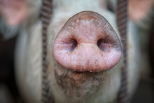Macro Image Of Pig Snout