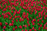 Fototapeta  - Tulips in the flower garden.