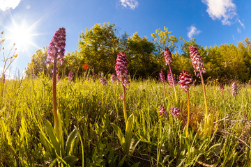 wild orchids Appennino hills north of Italy