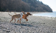 Mixed Breed Short Haired Dogs Enjoying Winter Beach
