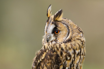 Wall Mural - A close up portrait of a Long Eared Owl (Asio otus) bird of prey.  Taken in the Welsh countryside, Wales UK