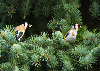 Wall Mural - European goldfinches (Carduelis carduelis) sitting on the branch of fir tree