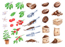 Watercolor Illustration Set Of Coffee Growth Items