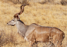 Male Greater Kudu Tragelaphus Strepsiceros, With Magnificent Horns, Side View Profile. Samburu National Reserve, Kenya East Africa