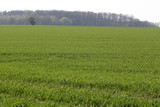 Fototapeta Krajobraz - green wheat field