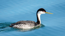 A Western Grebe (Aechmophorus Occidentalis) Swims In The Waters Of The Elkhorn Slough, Near Moss Landing Harbor, Along The Monterey Bay Of The Pacific Coast In Central California.