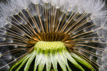 dandelion close-up in spring season