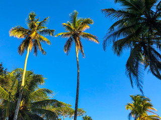 palm trees and blue sky