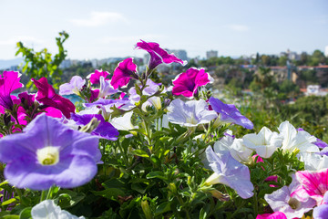Wall Mural - View of the Mediterranean port in Antalya through the bright flowers in the foreground