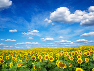 Sunflower field with cloudy blue sky